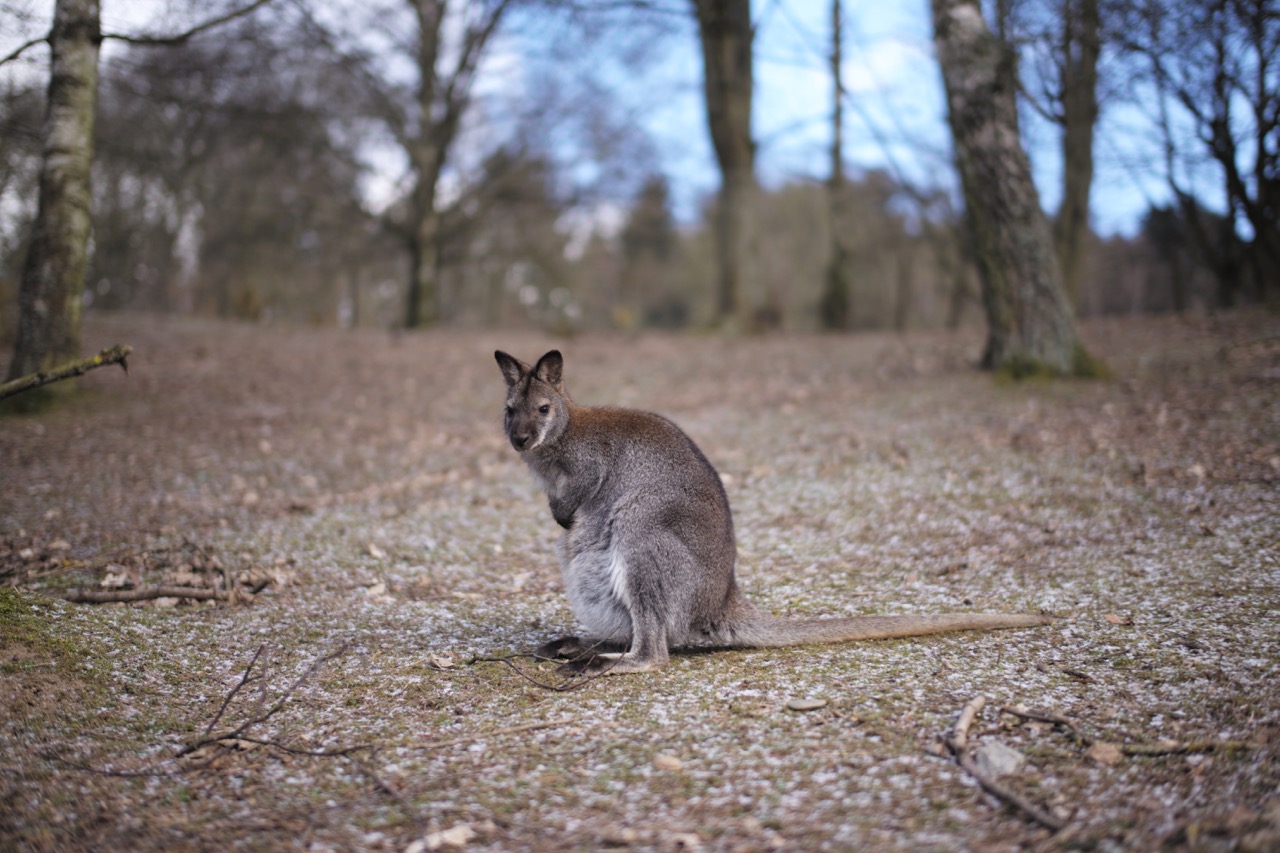Känguru