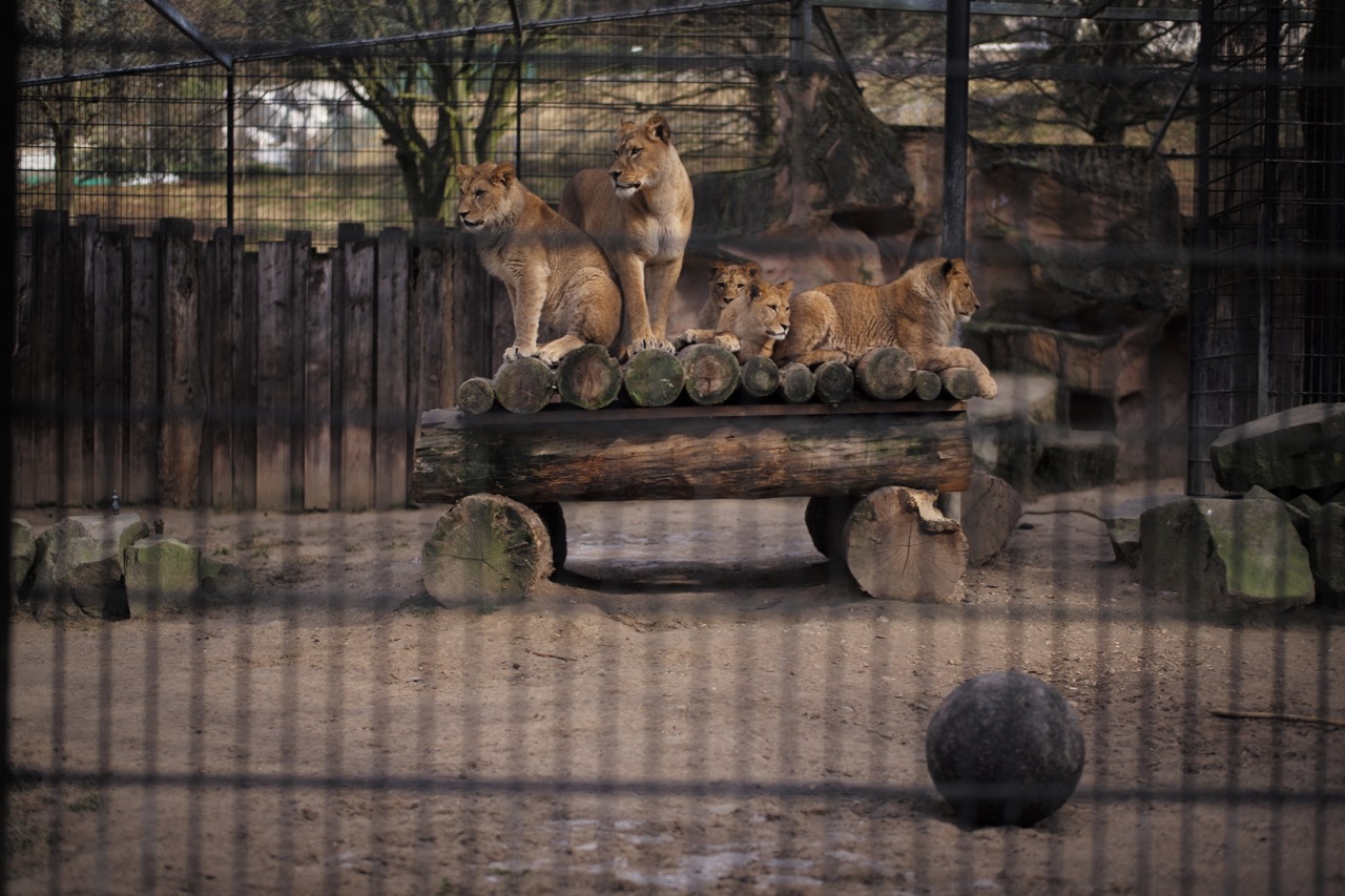 Berberlöwenfamilie