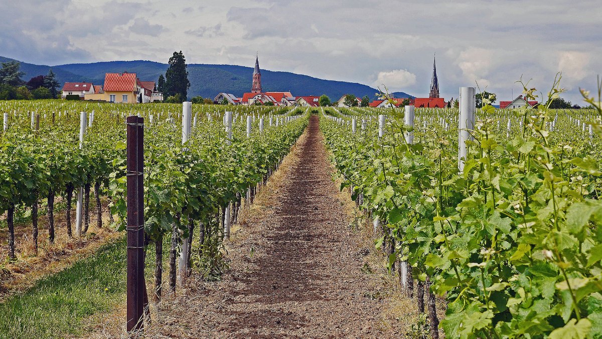 Foto eines Weinberges mit Dorf im Hintergrund